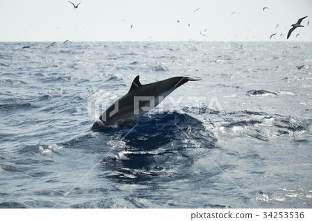 Common Dolphin swims in Atlantic Ocean 34253536