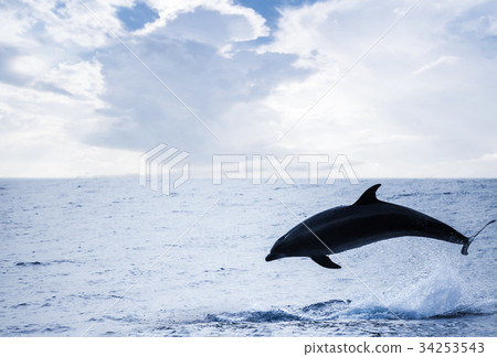 Common Dolphin jumping off, Atlantic Ocean 34253543