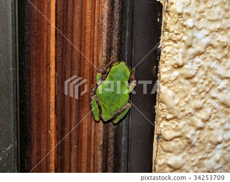 Tree frog on the window 34253709