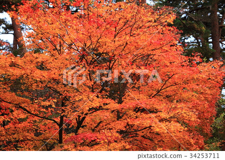 Autumn leaves 34253711