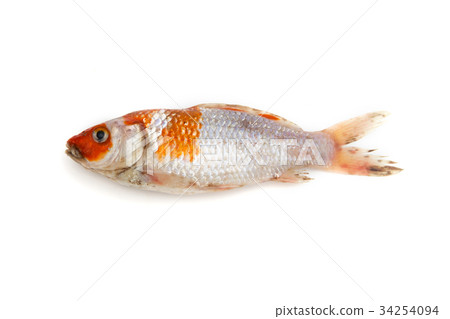 Dead fish,Crayfish white background. 34254094