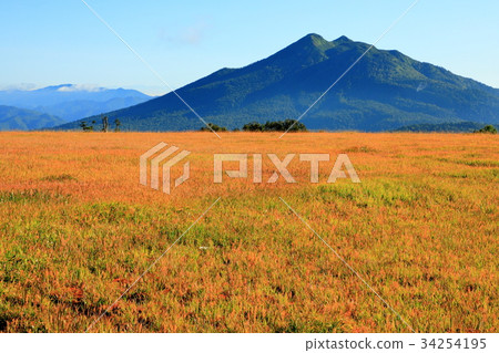 Ashigatake seen from Oze / Ayamedaira of grass autumn leaves 34254195