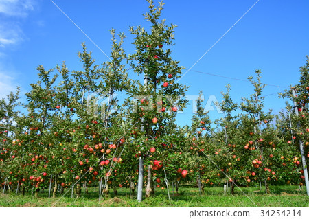 Apple farm Apple farm 34254214