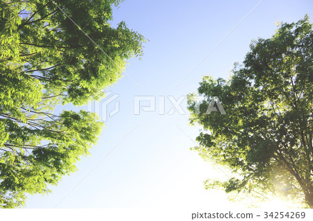 Fresh green and light 34254269