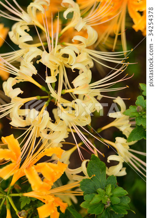 Cluster amaryllis 34254378