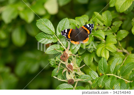 Buterfly, insect on green nature floral background 34254840