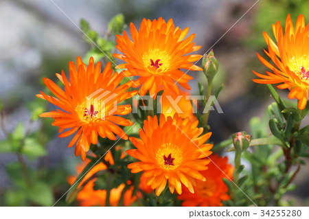 Orange cruciferous chrysanthemum in the garden 34255280