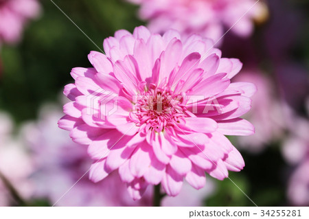 Pink margaret in the garden 34255281
