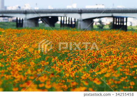 [Make up soon] Sekido Bridge and Harusagik 34255458