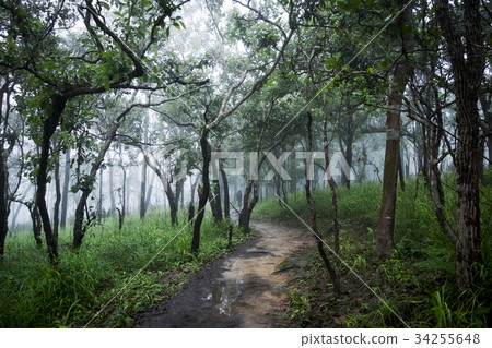 Rain forest with fog, mist. Nobody, landscape Rain forest with fog, mist. Nobody, landscape 34255648