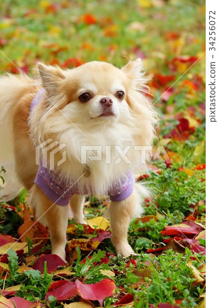 Fall color chihuahua 34256072