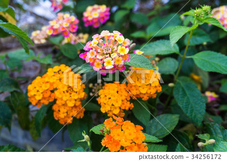 Lantana Camara or known as tickberry  34256172