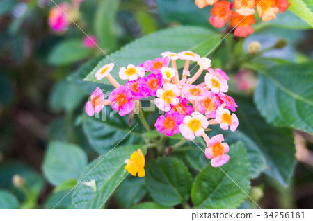 Lantana Camara or known as tickberry  34256181