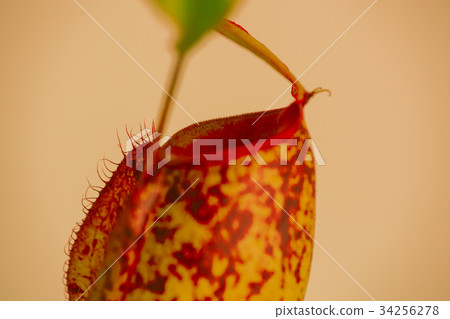 食肉植物，捕蠅草，肉食植物、ハエジゴク、Plants, enus Flytrap 34256278