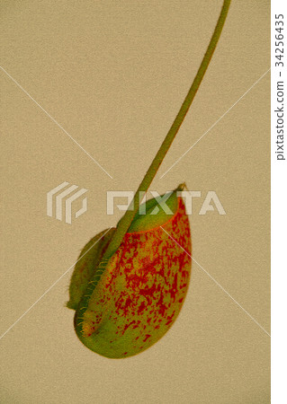 食肉植物,捕蠅草,肉食植物、ハエジゴク、Plants, enus Flytrap 食肉植物,捕蠅草,肉食植物、ハエジゴク、Plants, enus Flytrap 34256435