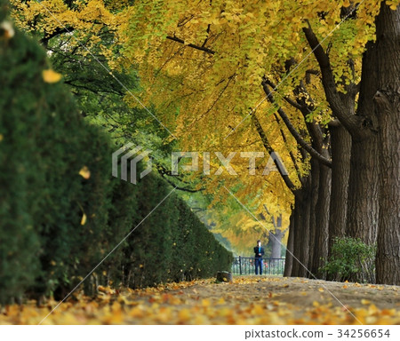 Ginkgo biloba Ginkgo biloba 34256654
