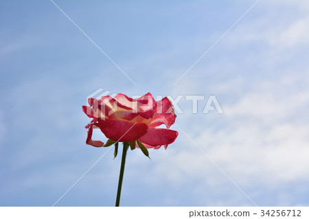 One rose in the blue sky One rose in the blue sky 34256712