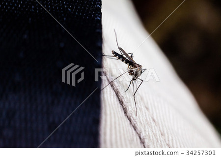 Real mosquito indicating dangerous of Aedes 34257301