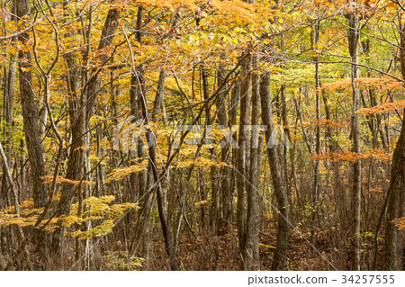 山毛櫸秋天的落葉 34257555