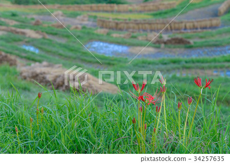 [千葉縣] Oyama Senmaida 34257635