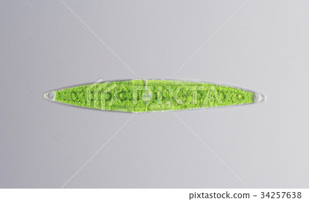 新月 新月 34257638