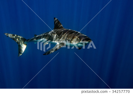 Great White shark underwater ready to attack Great White shark underwater ready to attack 34257770