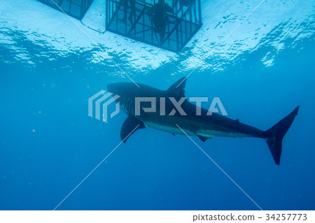 Divers in a cage with Great White shark underwater 34257773