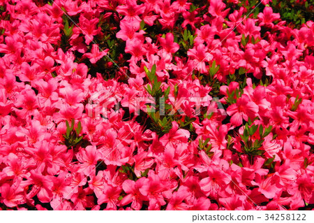杜鵑花的花 杜鵑花的花 34258122