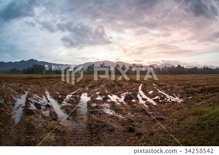 Harvested wet farm texture for blur Harvested wet farm texture for blur 34258542