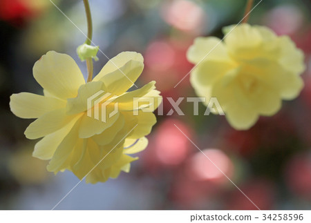 Begonia 34258596