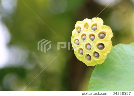 一朵蓮花 34258597