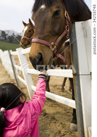 Horse, stallion ranch, raw sugar, Goyang city, Gyeonggi-do 34258748
