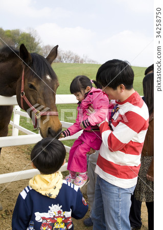 Horse, stallion ranch, raw sugar, Goyang city, Gyeonggi-do 34258750