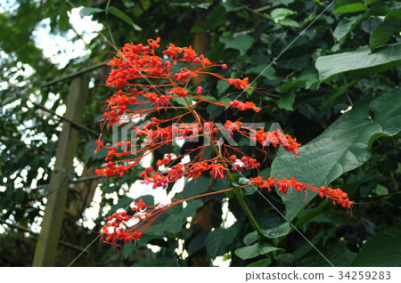 Higiri red flower Higiri red flower 34259283