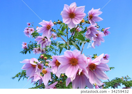 Emperor Dalia 34259432