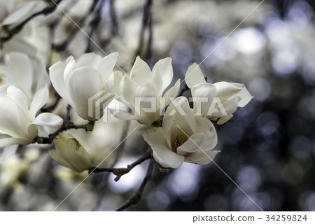 Fist Flower 34259824