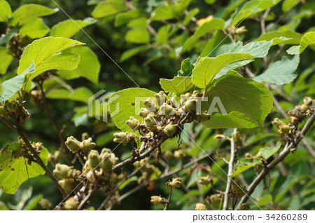 Fruit of manzaku 34260289