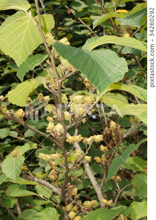 Fruit of manzaku 34260292