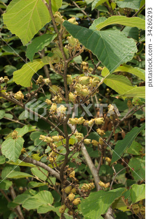 曼扎庫的果實 曼扎庫的果實 34260293