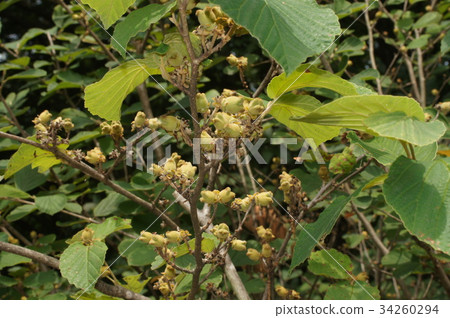 曼扎庫的果實 曼扎庫的果實 34260294