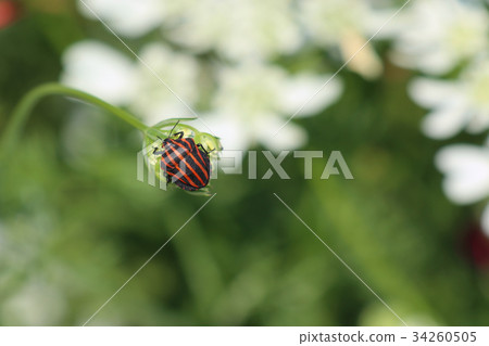 Akushushi Bamboo 34260505