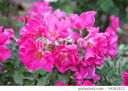 Pink roses in the garden Pink roses in the garden 34261811