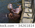Hippo Zoo 34261814