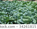 Cabbage field vegetables 34261815