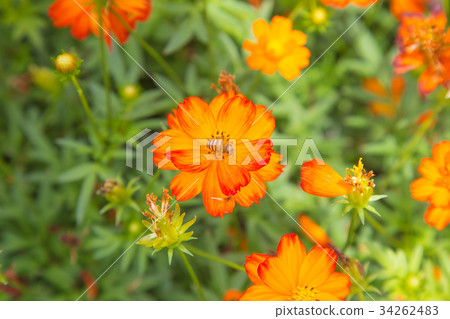 red and orange cosmos flower in nature background. red and orange cosmos flower in nature background. 34262483