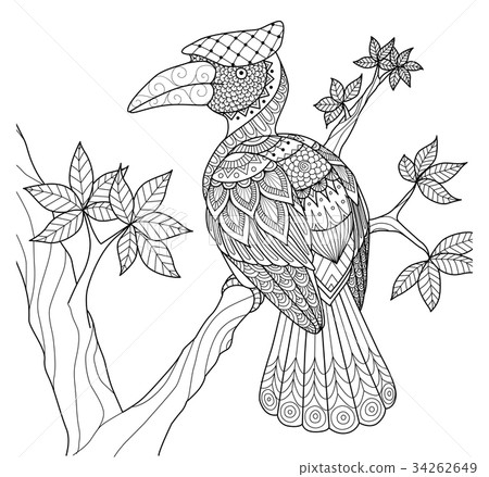 hornbill hornbill 34262649