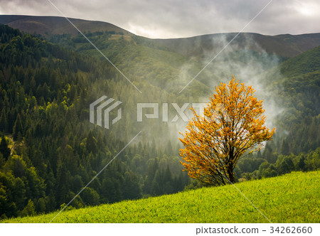 tree with yellow foliage in foggy mountains 34262660