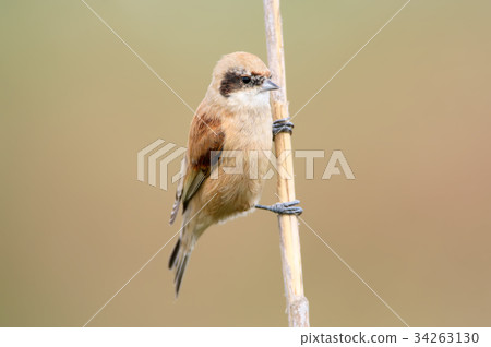 Adult pendulin tit on the reed 34263130