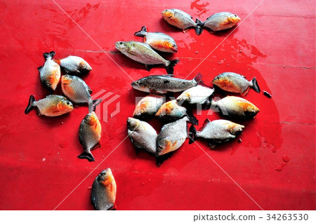 世界上最大的大河亞馬遜河遊船，叢林遊船，食人魚垂釣 34263530