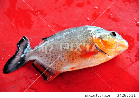 世界上最大的大河亞馬遜河遊船，食人魚 34263531